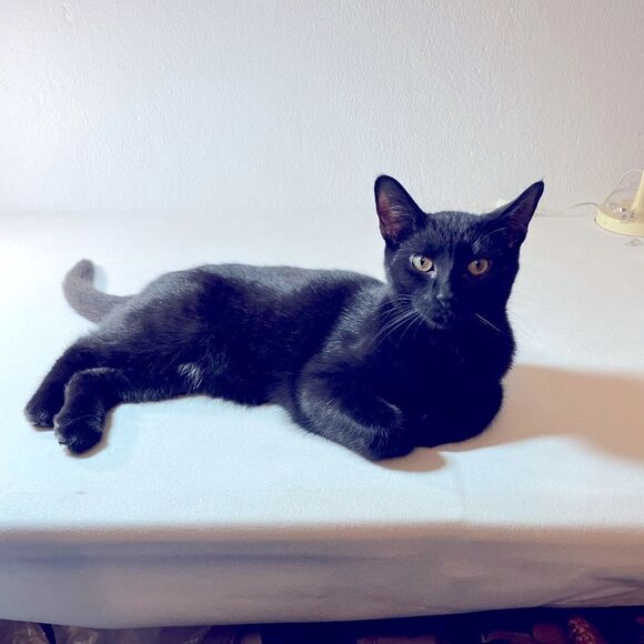 Prince Enzo’s pick  - Picture 1 of 4